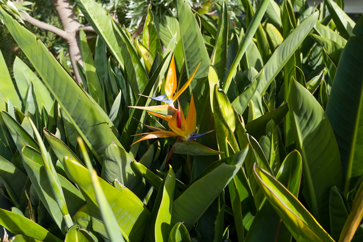Bird of paradise