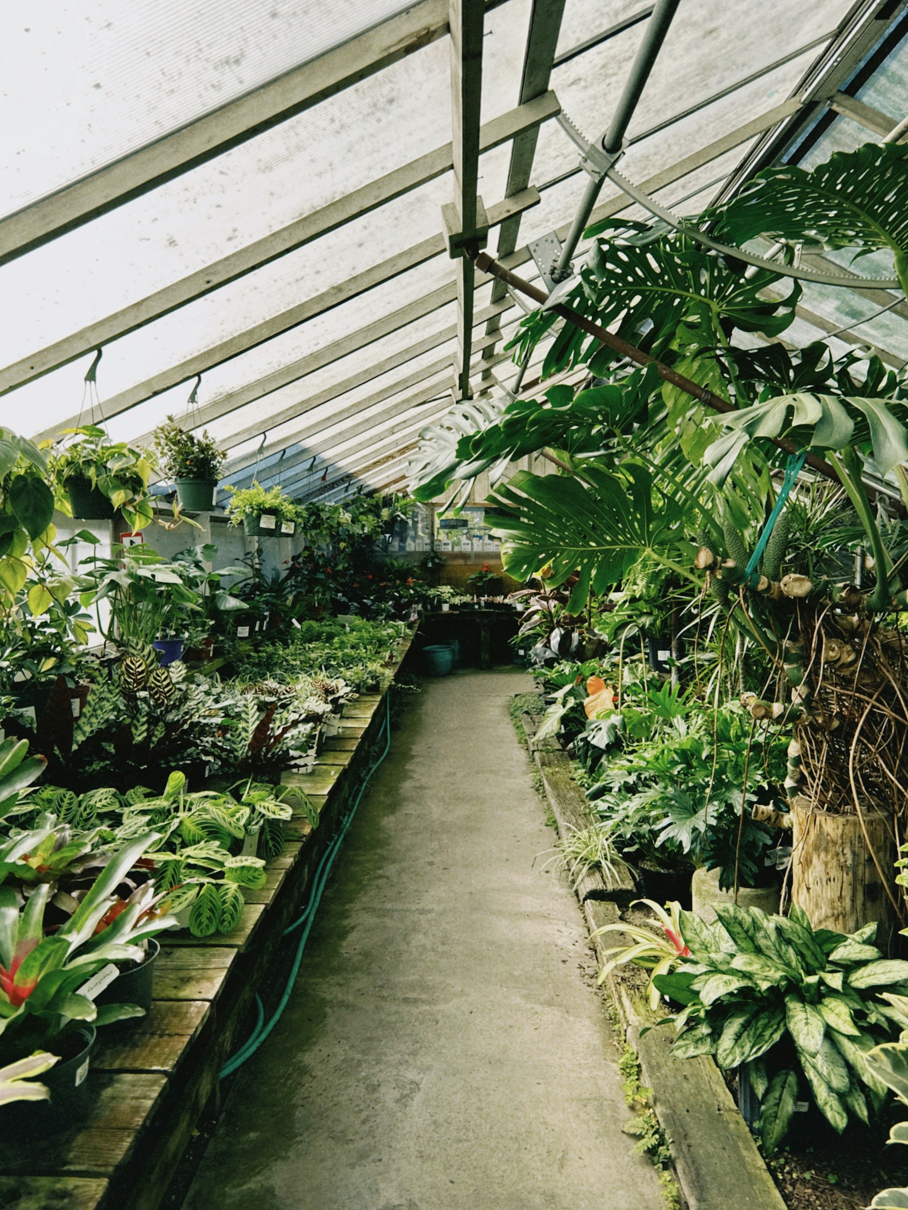 A lush aisle of tropical plants inside a nursery greenhouse